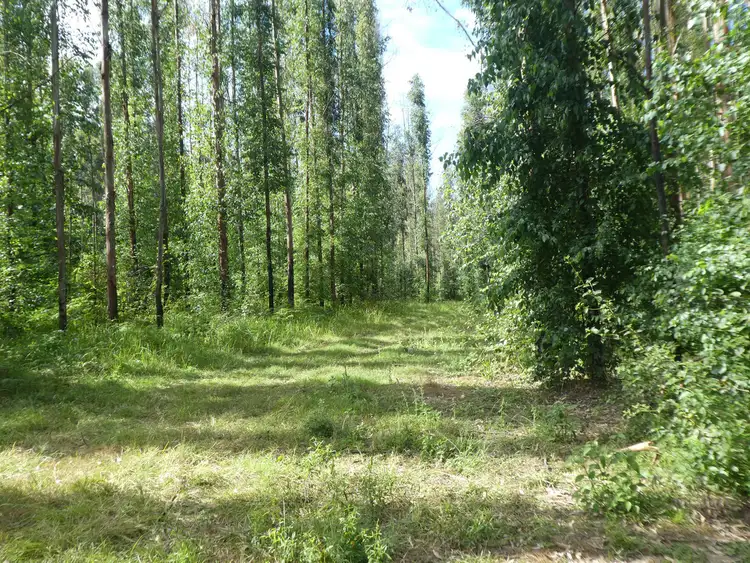 Fourth view of Homely rural property listing, 534 Phillips Swamp Road, Busbys Flat NSW 2469