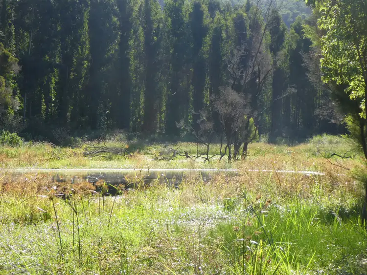 Sixth view of Homely rural property listing, 534 Phillips Swamp Road, Busbys Flat NSW 2469