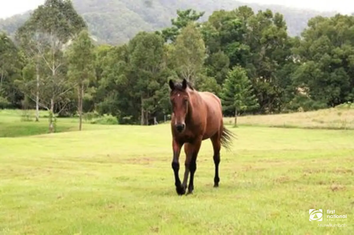 Main view of Homely house listing, 44 Birrigan Close, Nobbys Creek NSW 2484