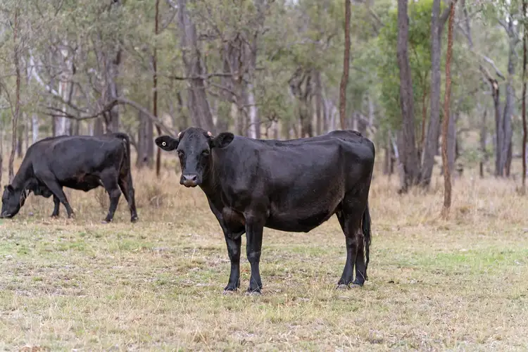 Third view of Homely rural property listing, 90 Sobbe Road, Sandy Camp QLD 4361