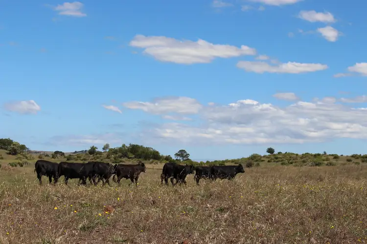 Fifth view of Homely rural property listing, 60 Lawlors Road, Dreeite South VIC 3249