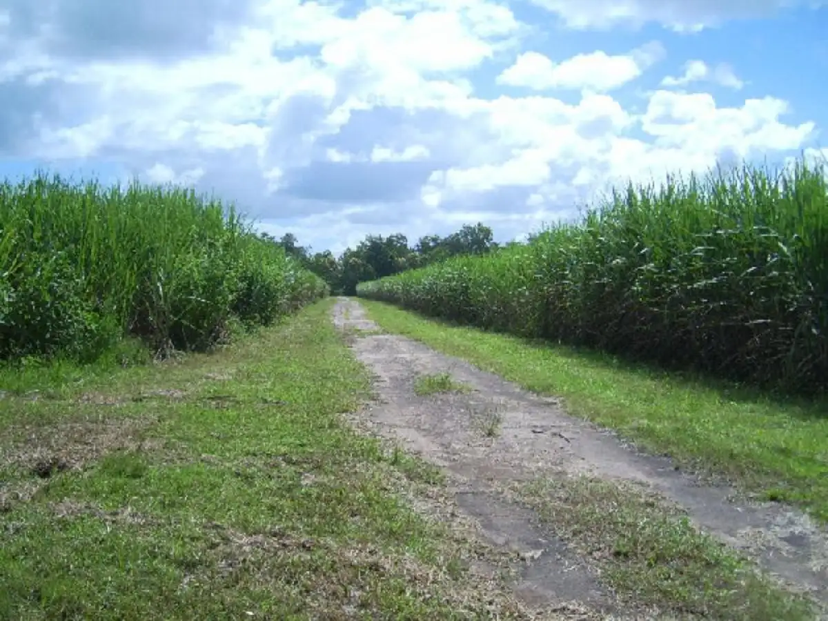 Main view of Homely rural property listing, Knox Road, Abergowrie QLD 4850