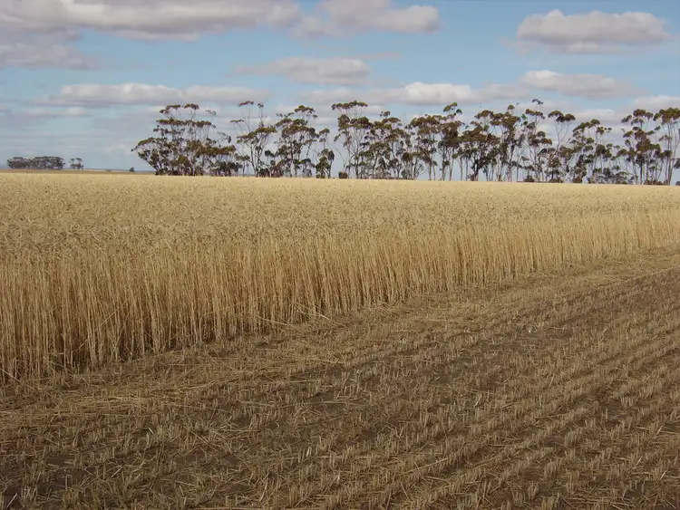 Third view of Homely rural property listing, 305 Berrybank-Wallinduc Road, Berrybank VIC 3323