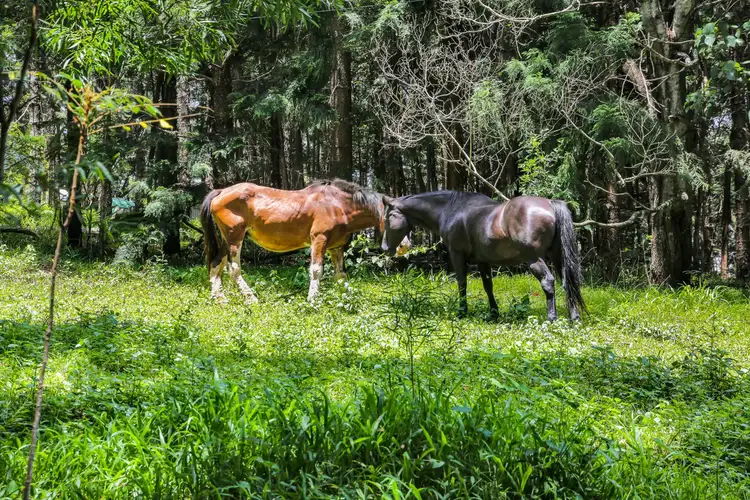 Sixth view of Homely house listing, 1263 Currumbin Creek Road, Currumbin Valley QLD 4223