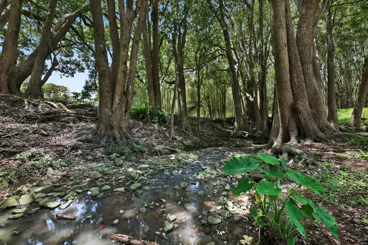 Fourth view of Homely house listing, 1078 Currumbin Creek Road, Currumbin Valley QLD 4223