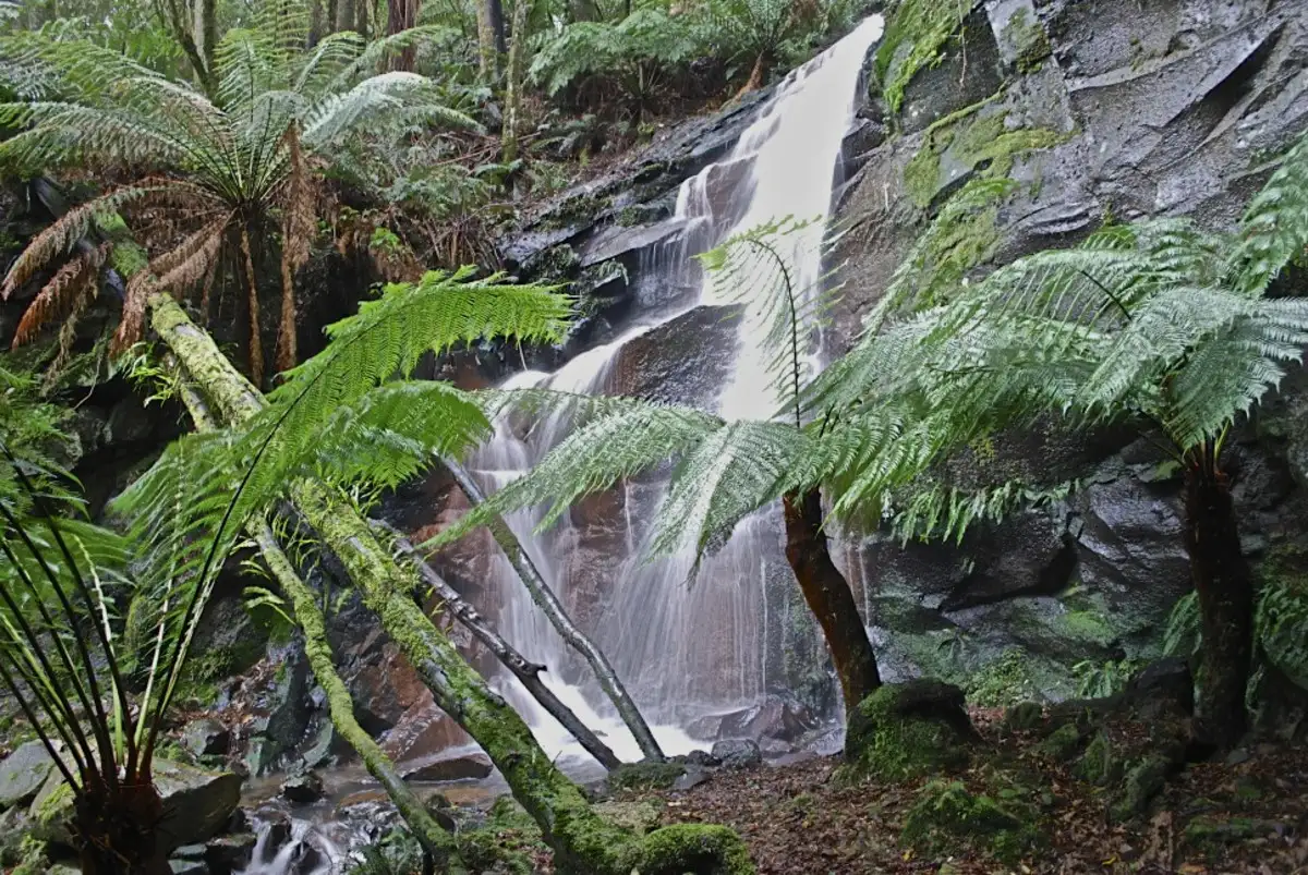 Main view of Homely rural property listing, 5073 Great Ocean Road, Lavers Hill VIC 3238