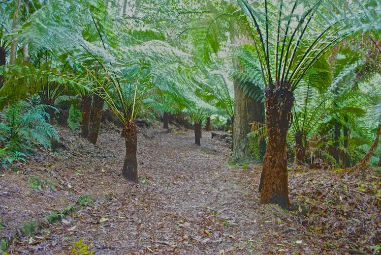 Third view of Homely rural property listing, 5073 Great Ocean Road, Lavers Hill VIC 3238