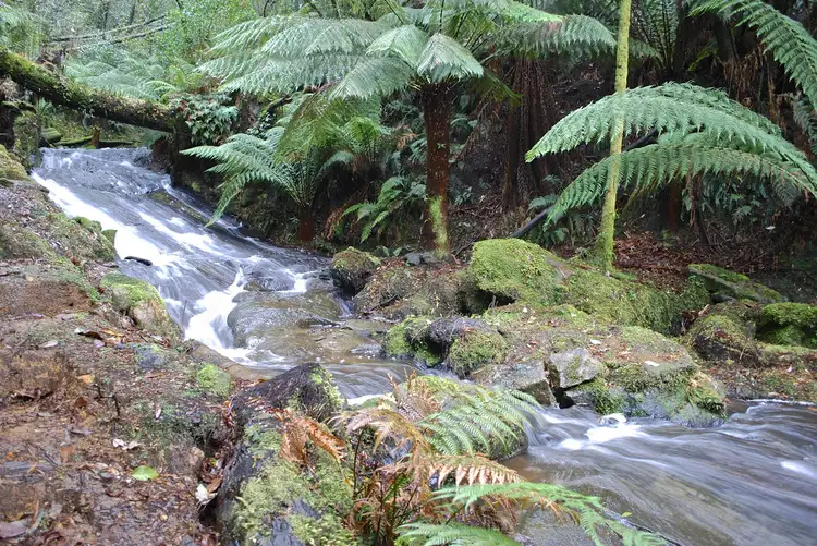 Fifth view of Homely rural property listing, 5073 Great Ocean Road, Lavers Hill VIC 3238