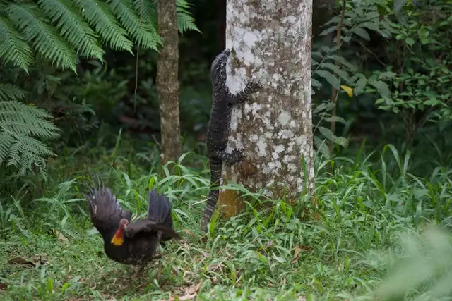 Fifth view of Homely house listing, 290 Roses Road, Bellingen NSW 2454