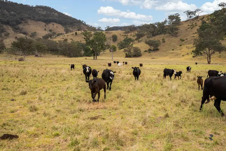 Second view of Homely rural property listing, 1532 Castlereagh Highway, Mudgee NSW 2850