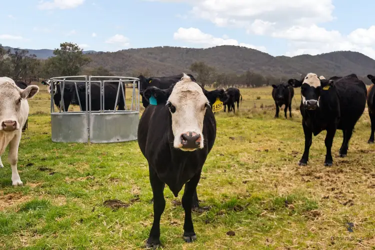 Fifth view of Homely rural property listing, 1532 Castlereagh Highway, Mudgee NSW 2850