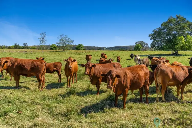 Third view of Homely rural property listing, 20 Charlton Avenue, South Lismore NSW 2480