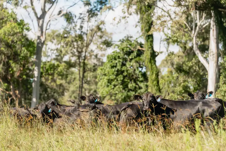 Second view of Homely rural property listing, 122 Rocks Road, Pie Creek QLD 4570