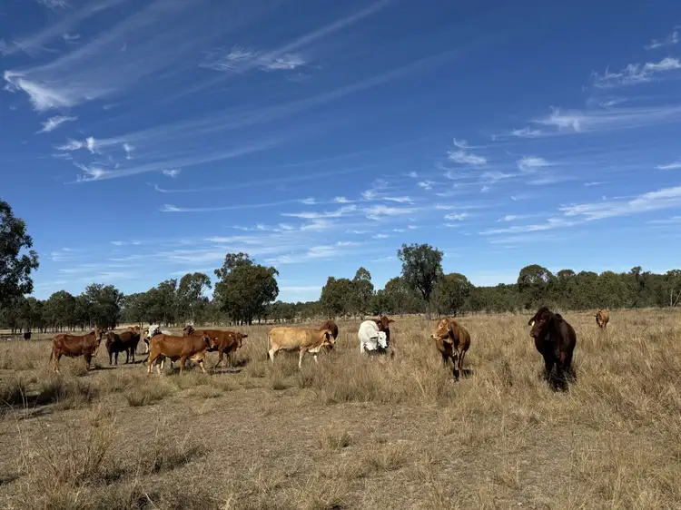 Fourth view of Homely rural property listing, 25731 Burnett Highway, Cynthia QLD 4627