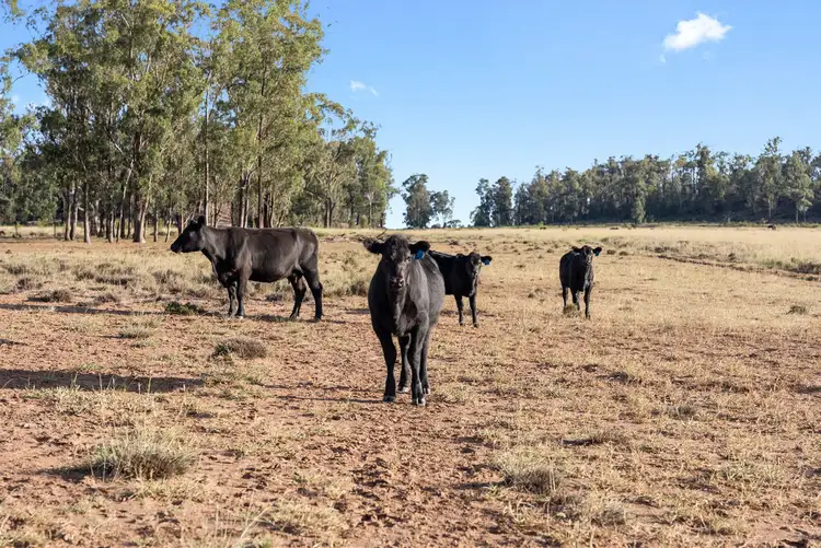 Main view of Homely rural property listing, 349 Boondandilla Road, Bulli Creek QLD 4357