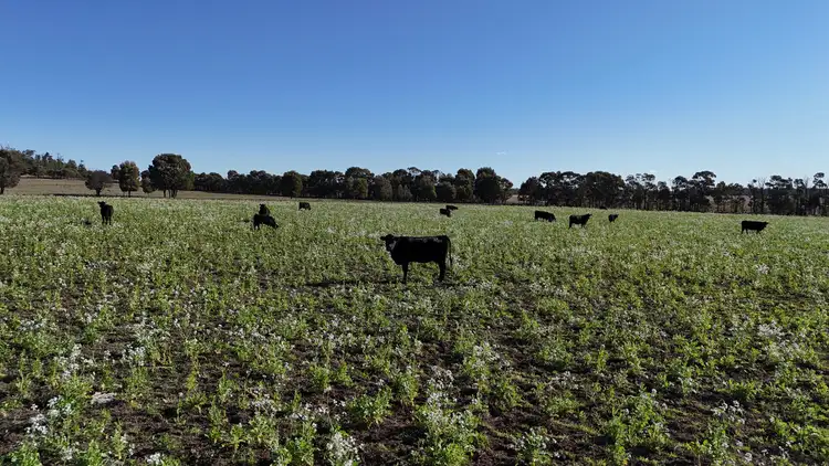 Sixth view of Homely rural property listing, 349 Boondandilla Road, Bulli Creek QLD 4357