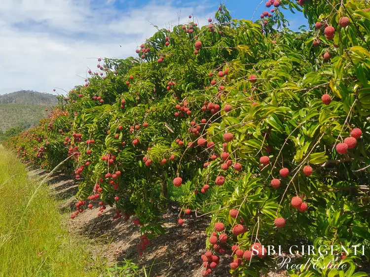 403 Springmount Road, Mutchilba QLD 4872