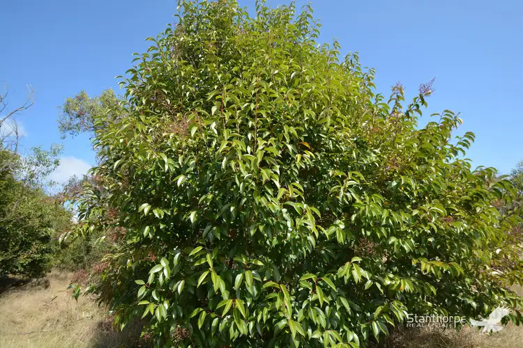 Fifth view of Homely land listing, 67 Belmont Drive, Dalveen QLD 4374