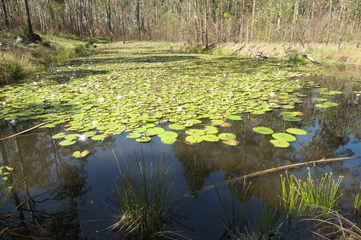 Main view of Homely rural property listing, 134 Sugarbag Rd W, Drake NSW 2469