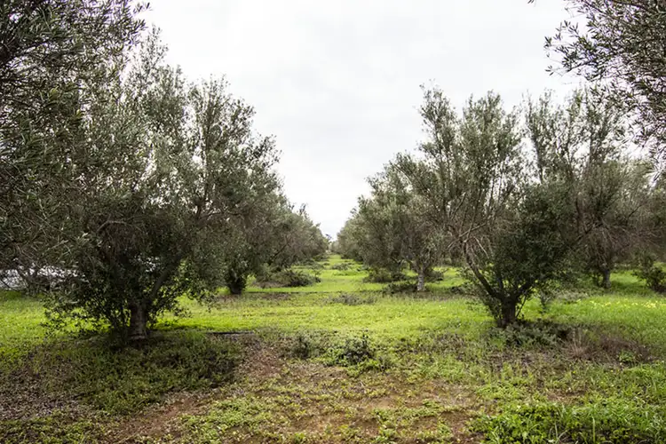 Main view of Homely land listing, 477 Freebairn Estate Drive, Owen SA 5460