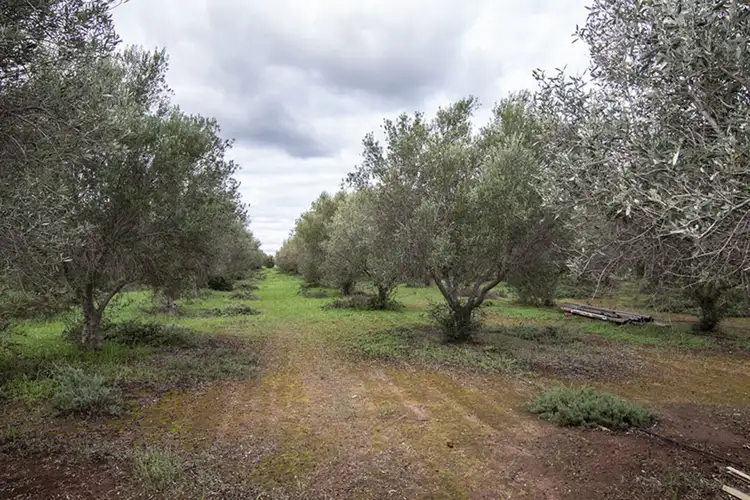 Second view of Homely land listing, 477 Freebairn Estate Drive, Owen SA 5460