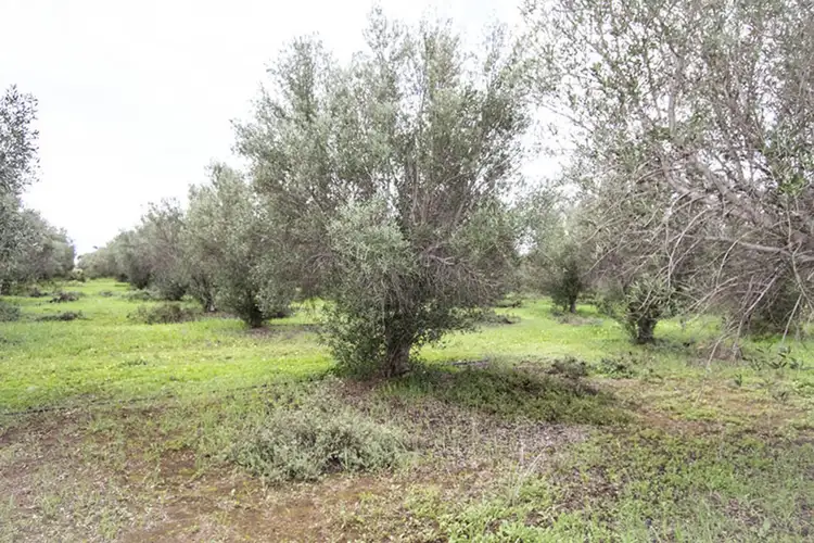 Fourth view of Homely land listing, 477 Freebairn Estate Drive, Owen SA 5460
