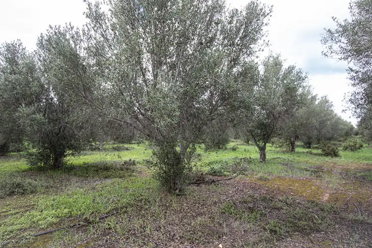 Fifth view of Homely land listing, 477 Freebairn Estate Drive, Owen SA 5460