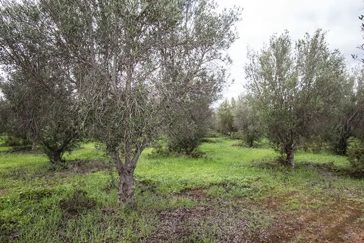 Seventh view of Homely land listing, 477 Freebairn Estate Drive, Owen SA 5460