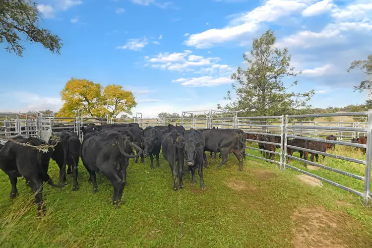 Fourth view of Homely rural property listing, 'Gemini Park' 1891 Wandobah Road, Gunnedah NSW 2380
