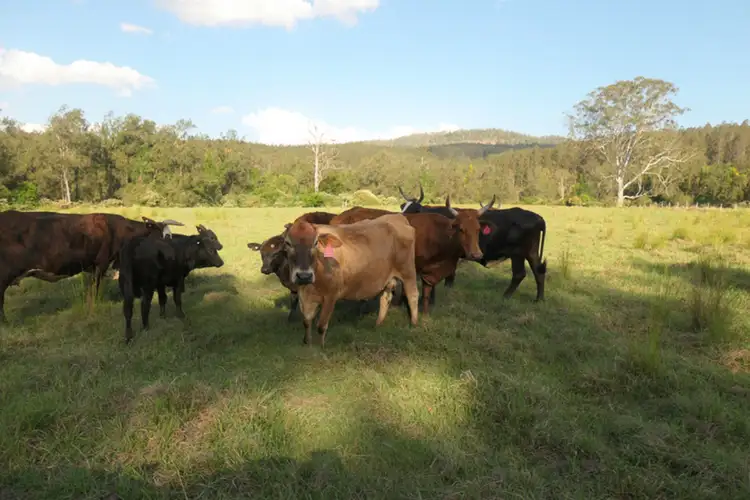 529 Farm Road, Bonalbo NSW 2469