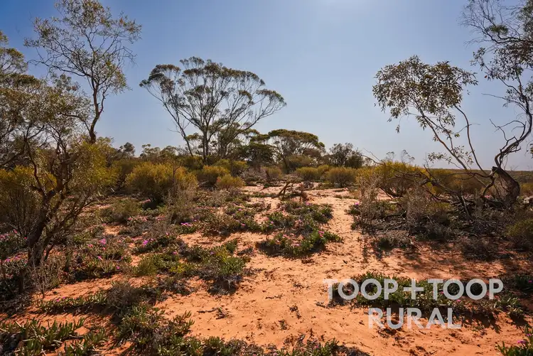 Fifth view of Homely rural property listing, LOT 1265 Warnecke Road, Monash SA 5342