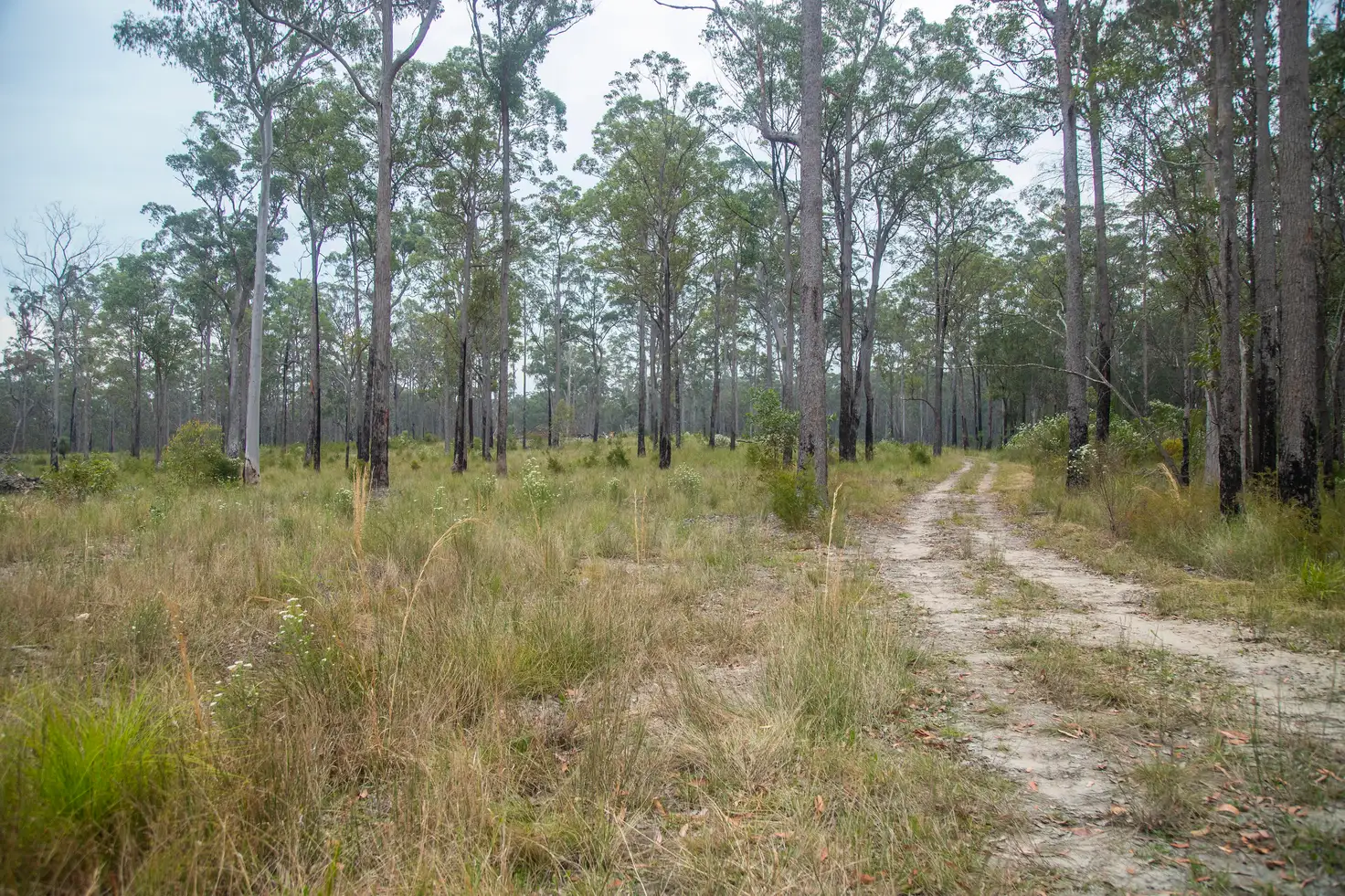 Main view of Homely rural property listing, 920 Cedar Party Road, Cedar Party NSW 2429