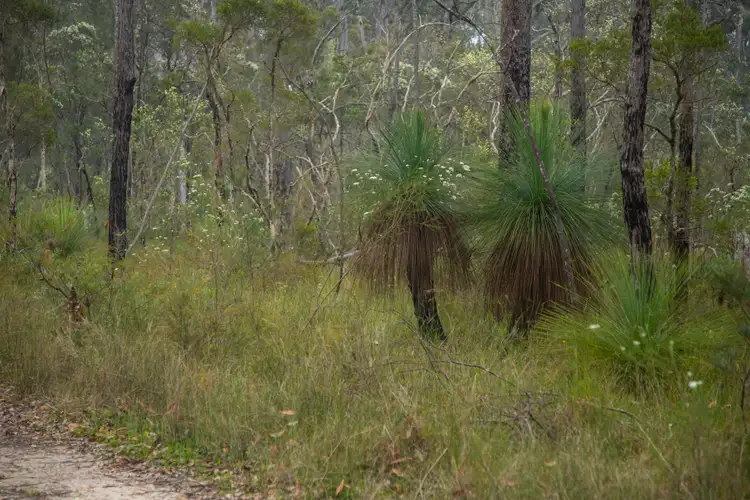 Second view of Homely rural property listing, 920 Cedar Party Road, Cedar Party NSW 2429