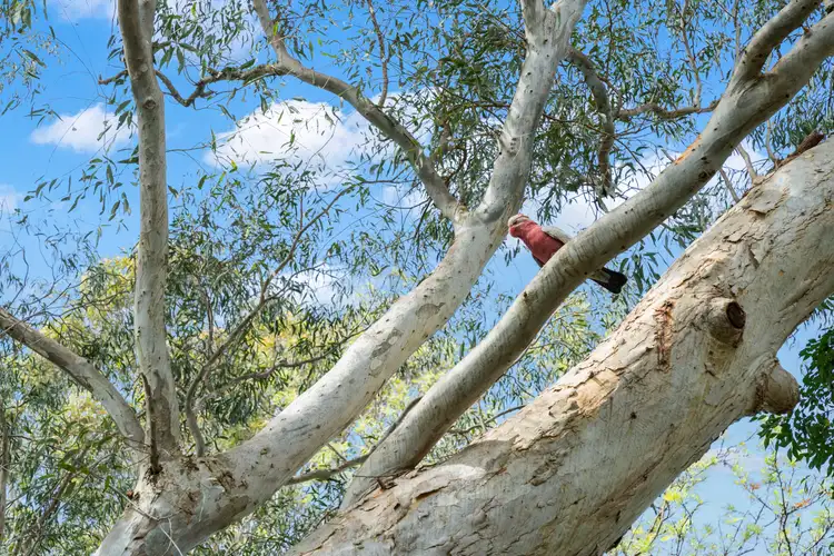 60 Gordon Street, Milton NSW 2538