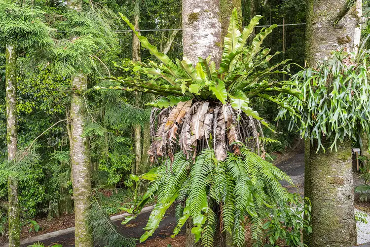 Third view of Homely house listing, 4 Attunga Lane, Mount Glorious QLD 4520