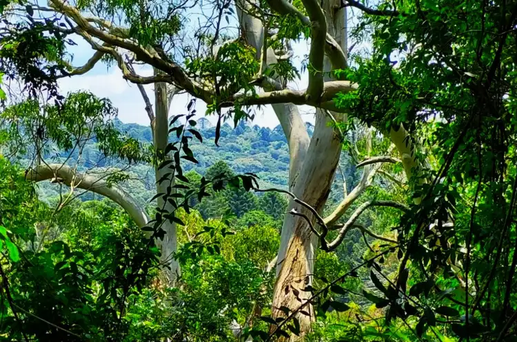 Second view of Homely land listing, LOT 104 Bell Street, Bunya Mountains QLD 4405