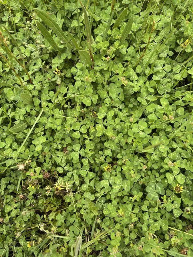 Fourth view of Homely rural property listing, 669 Greenmantle Road, Bigga NSW 2583