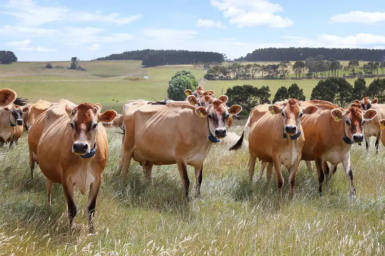 Second view of Homely rural property listing, Guys Road, Cooriemungle VIC 3268