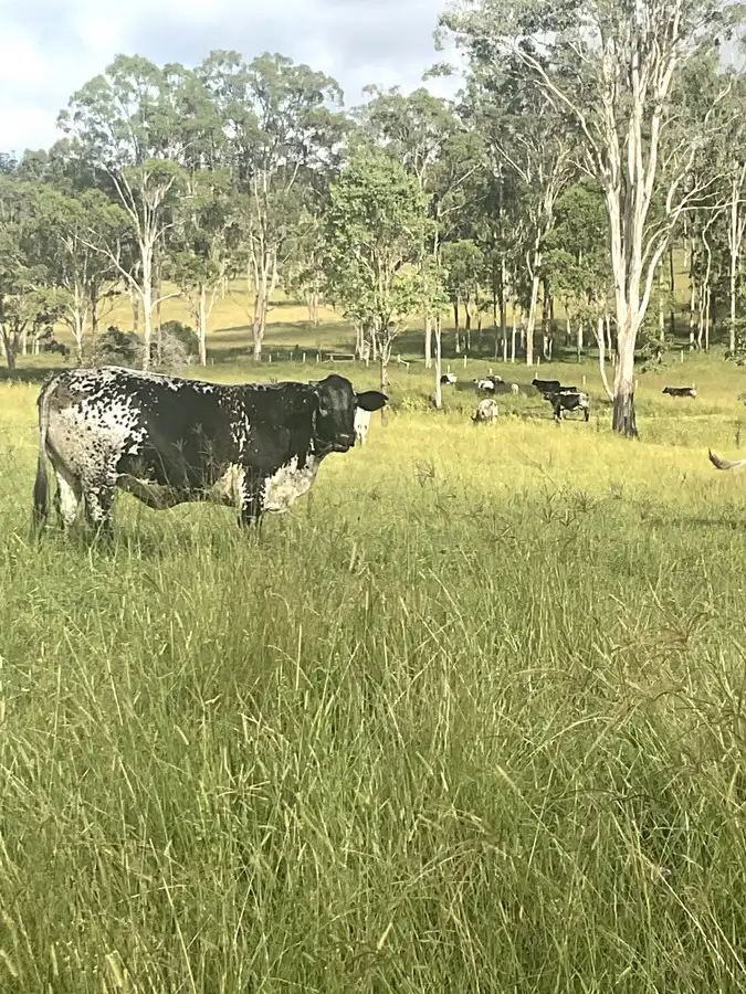 Third view of Homely rural property listing, Gibsons Road, Yarraman QLD 4614