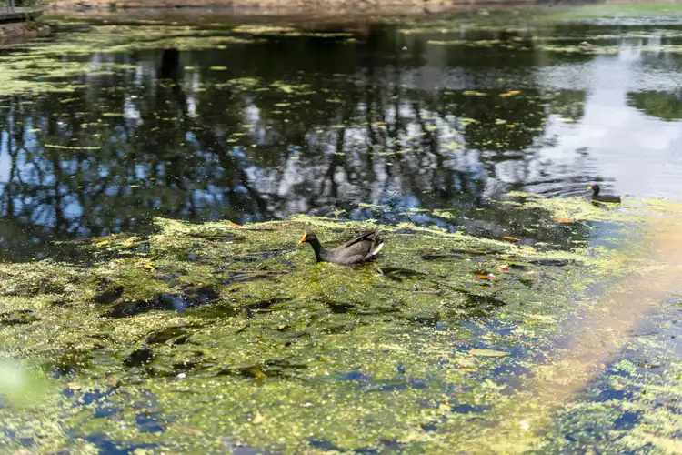 Fifth view of Homely house listing, 20 Elliott Street, Caboolture QLD 4510