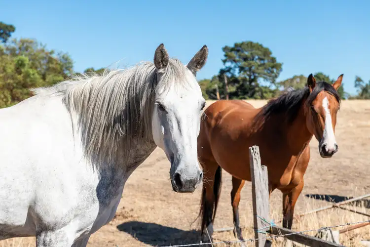 Sixth view of Homely land listing, 1365 Dandenong-Hastings Road, Langwarrin VIC 3910