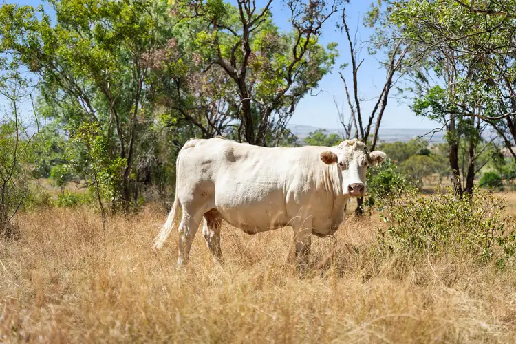 Main view of Homely rural property listing, LOT 2680, 722 Mount Kent Boundary Road, Nobby QLD 4360
