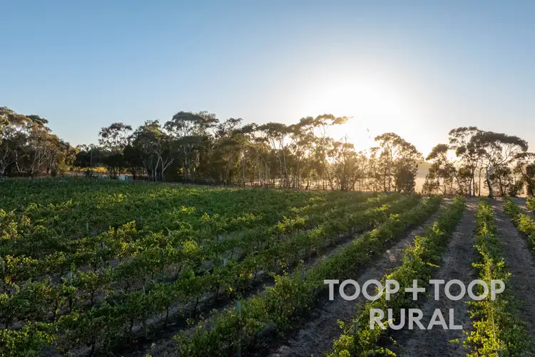 Second view of Homely rural property listing, 233 Pine Drive, Nuriootpa SA 5355