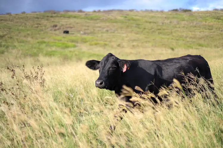 Fourth view of Homely rural property listing, 6044 D’Aguilar Highway, Woolmar QLD 4515