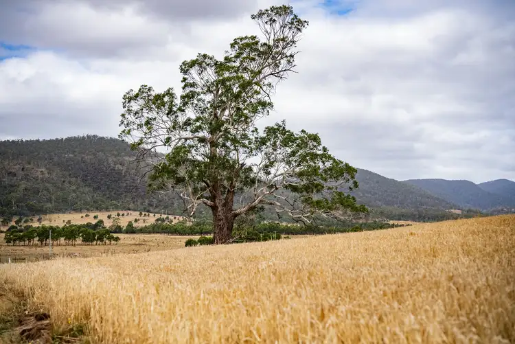 Sixth view of Homely rural property listing, 196 Court Farm Road, Buckland TAS 7190