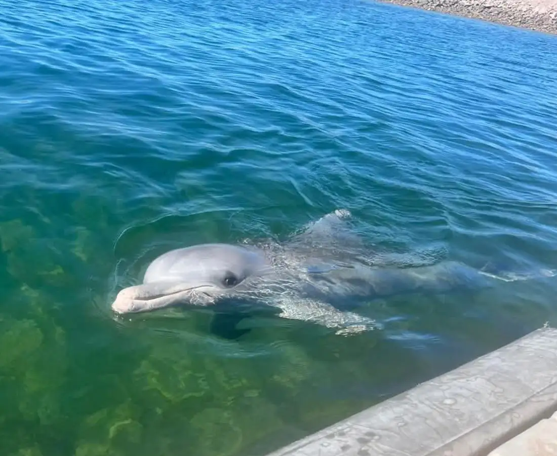 Main view of Homely land listing, 2 Cowled Street,, Whyalla Norrie SA 5608