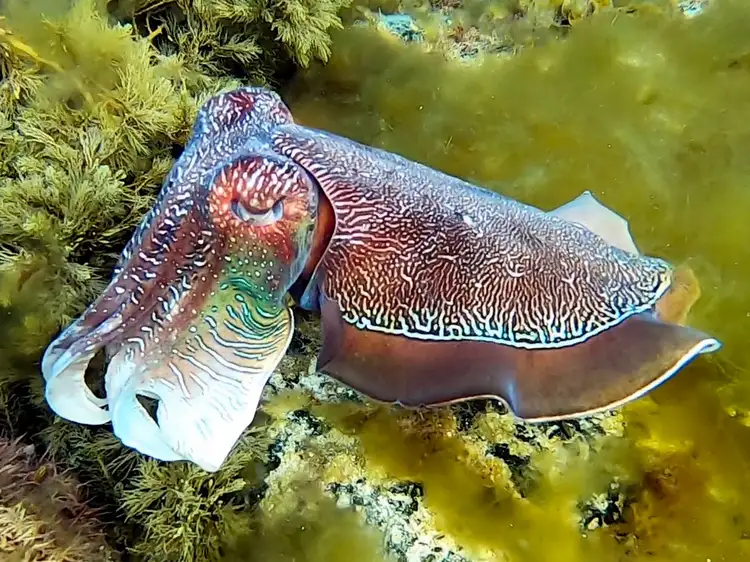 Second view of Homely land listing, 2 Cowled Street,, Whyalla Norrie SA 5608