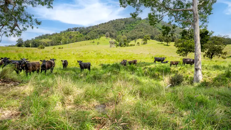 Fourth view of Homely rural property listing, 613 Comboyne Road, Cedar Party NSW 2429