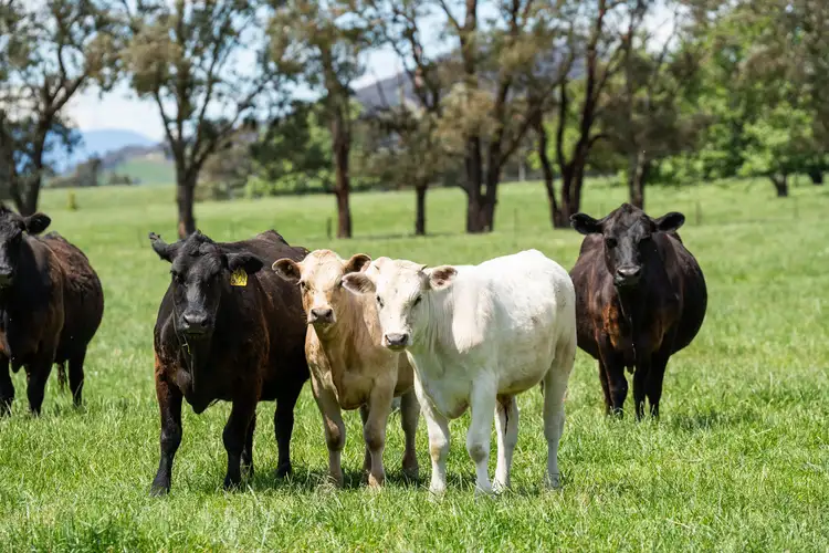 Third view of Homely rural property listing, 4320 Kiewa Valley Highway, Dederang VIC 3691