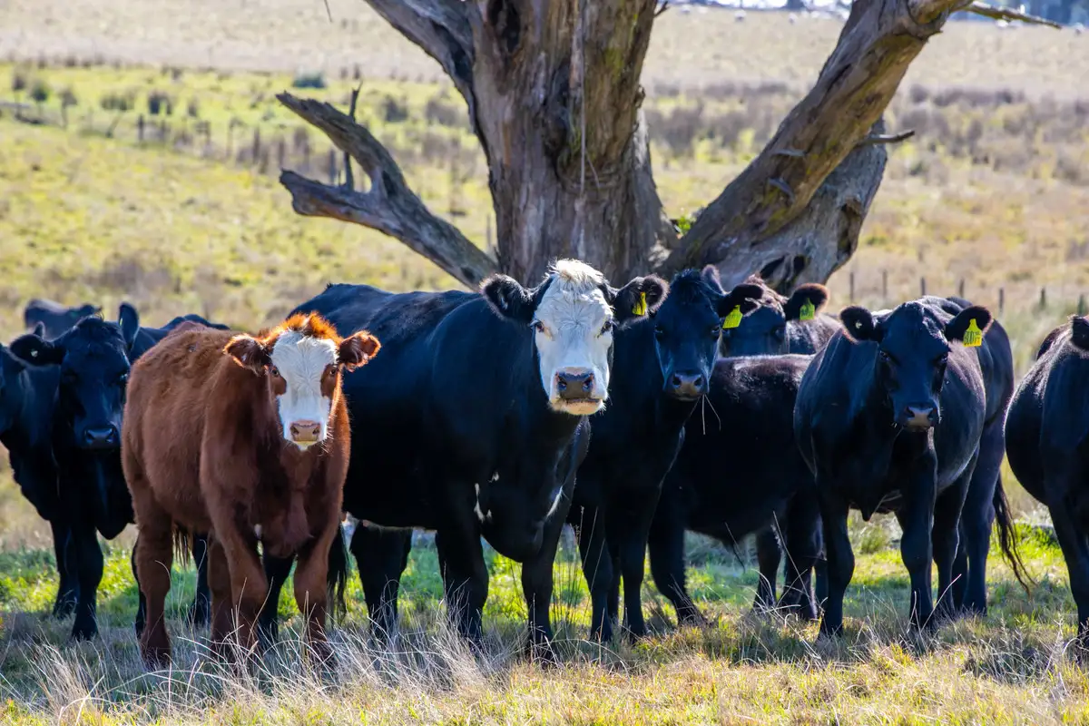 Main view of Homely rural property listing, 172 Golspie Road, Taralga NSW 2580